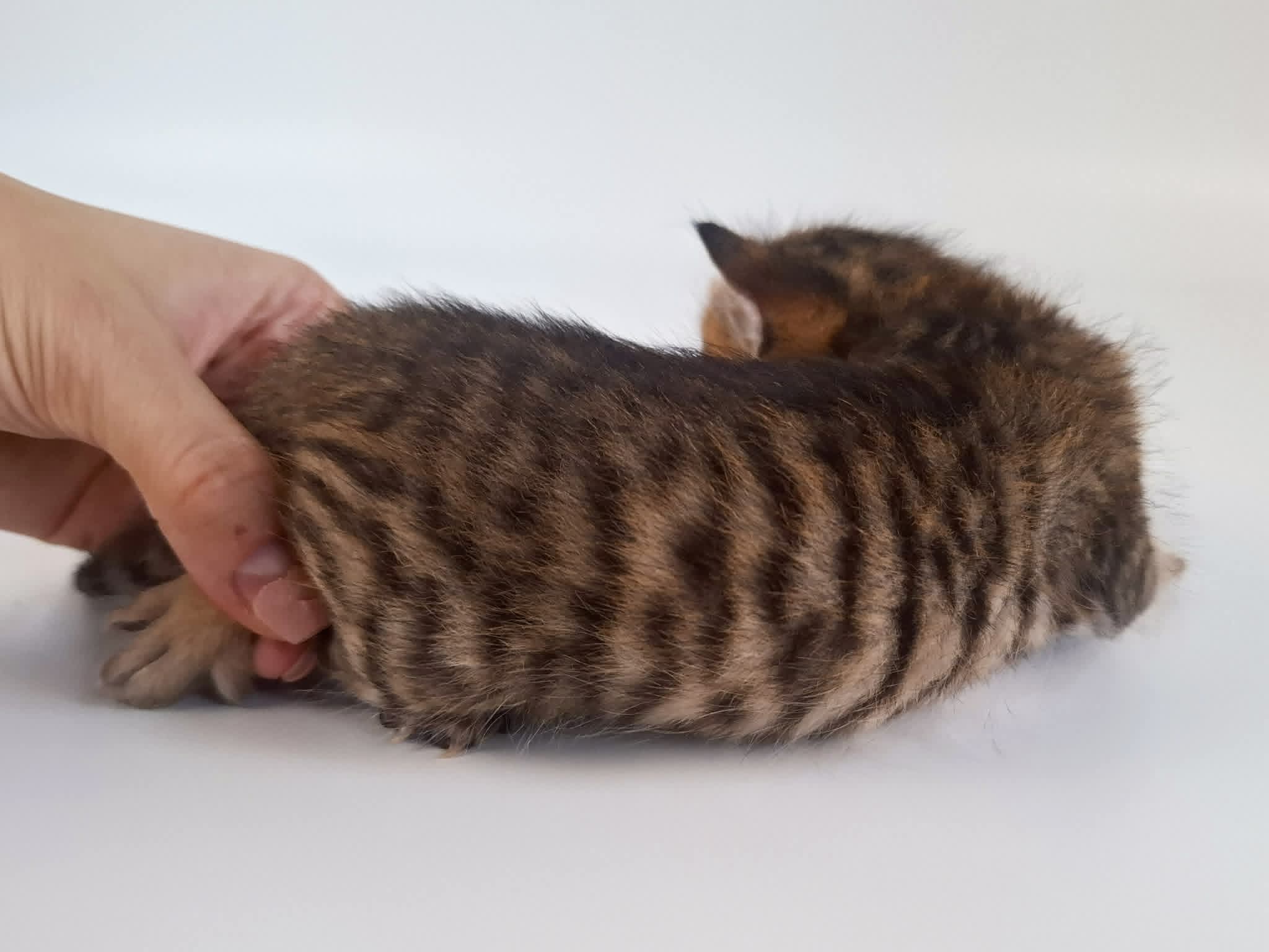 Kitten 7